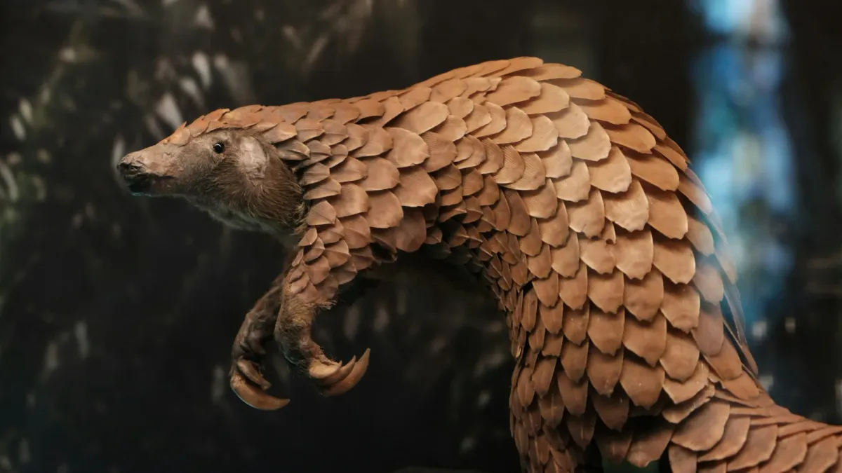 Pangolin: un Cloudflare auto hébergé et libre ?