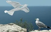Smartbird: le robot qui volait comme un oiseau