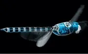 BionicOpter : le drône libellule