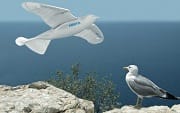 Smartbird: le robot qui volait comme un oiseau