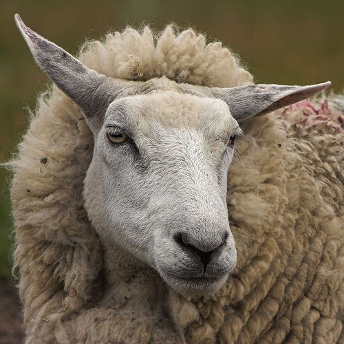 Firesheep: le vol de session pour les nuls