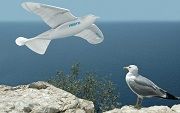 Smartbird: le robot qui volait comme un oiseau